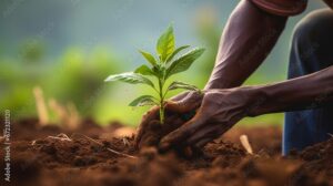 A Origem e o Cultivo Ancestral