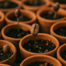 Café no Brasil, o inicio do plantio das primeiras mudas