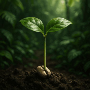 Descubra como a jornada de uma pequena mudinha de café plantada no Pará transformou o Brasil de uma colônia em uma potência mundial