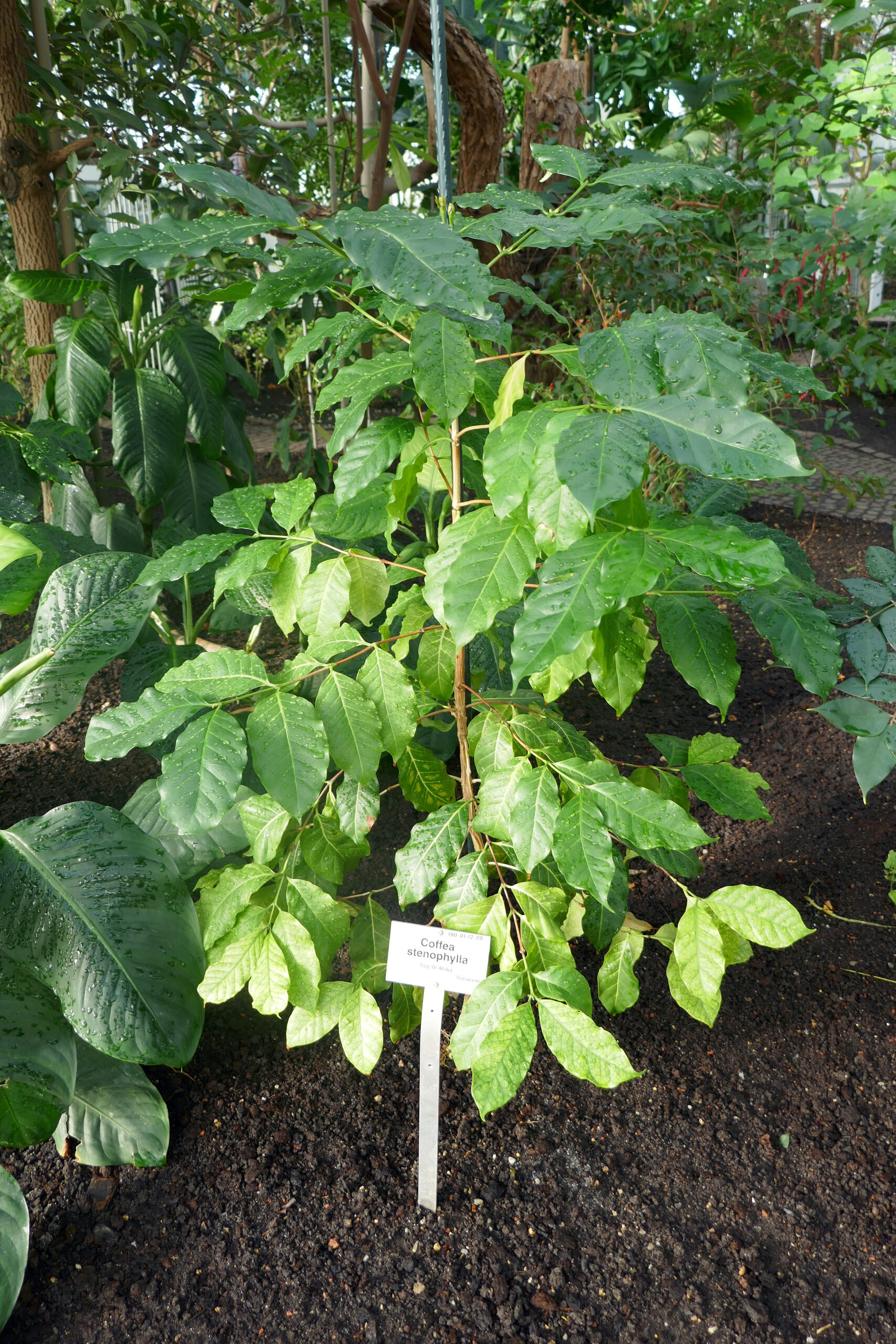 Coffea Stenophylla: 7 Perspectivas de Visão de Futuro para Café