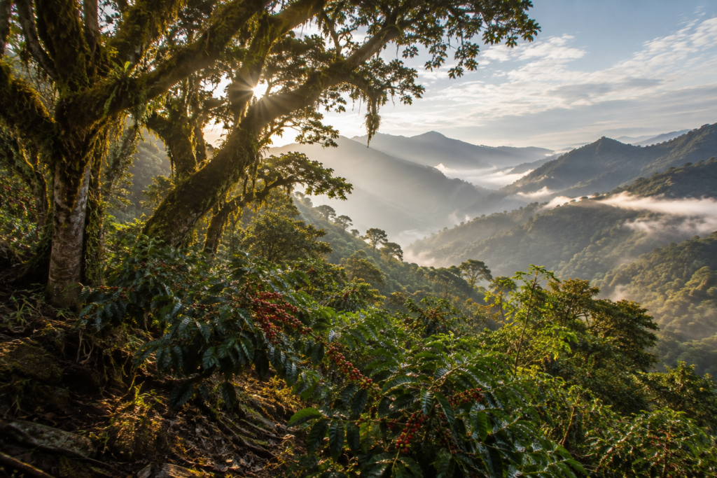 Cafeeiros silvestres de Coffea arabica em floresta montanhosa da Etiópia.