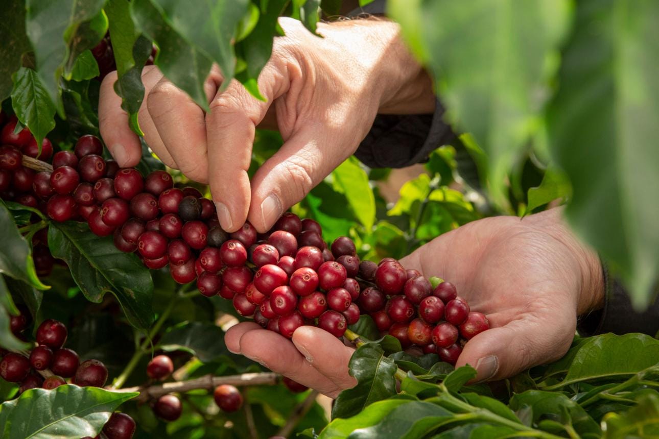 Colheita de cerejas maduras de café em lavoura brasileira