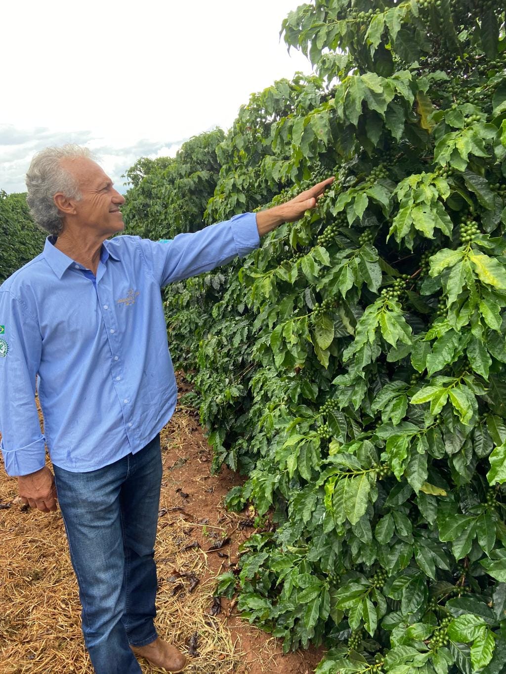 Produtor inspecionando cafeeiros durante o desenvolvimento da lavoura