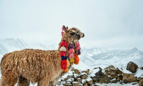 A produção é quase insignificante no cenário global, mas ainda existem iniciativas locais produtores