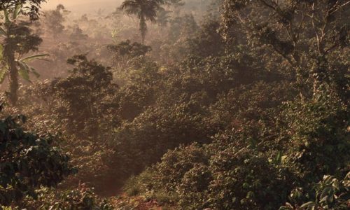Cultivo de café biodinâmico integrado à vegetação