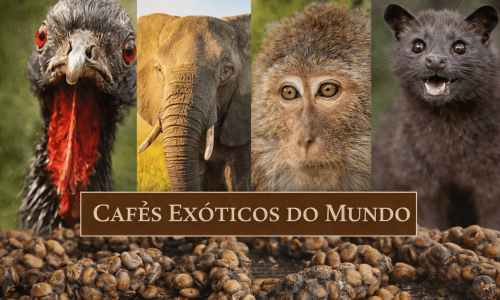 Cafés Exóticos, uma categoria onde a raridade biológica e processos de fermentação inusitados criam experiências sensoriais que custam verdadeiras fortunas.