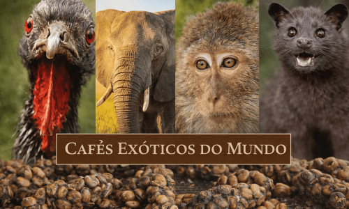 Cafés exóticos do mundo associados a diferentes animais