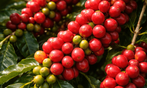 Cafés Nano-Lotes e Micro-Lotes do cafézinho ao Luxo