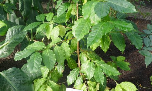 Planta de Coffea stenophylla identificada em cultivo