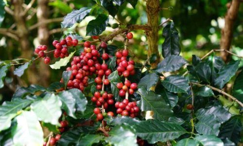 História do Café um breve relato