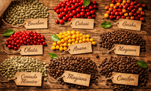 Mosaico de diferentes espécies e variedades de café