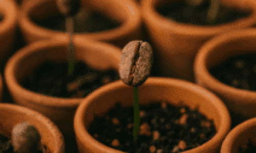 Café no Brasil, o inicio do plantio das primeiras mudas