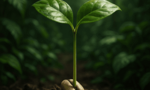 Uma mudinha de café, cheia de promessas e com um destino maior do que se poderia imaginar.