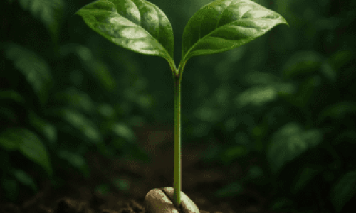 Descubra como a jornada de uma pequena mudinha de café plantada no Pará transformou o Brasil de uma colônia em uma potência mundial